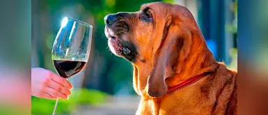 ¿Cuáles olores molestan más a los perros? Conócelos ¿Cuáles olores molestan más a los perros? Conócelos