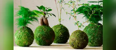 Conoce la técnica japonesa para decorar tus plantas sin maceta Conoce la técnica japonesa para decorar tus plantas sin maceta