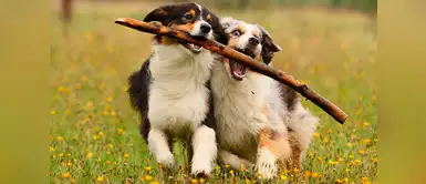 4 Cosas fáciles que hacen feliz a tu perro 4 Cosas fáciles que hacen feliz a tu perro