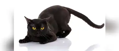 Gato Bombay: los mejores tips para cuidarlo Gato Bombay: los mejores tips para cuidarlo