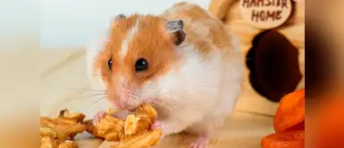 Cuidado con la obesidad en los hámsters Cuidado con la obesidad en los hámsters