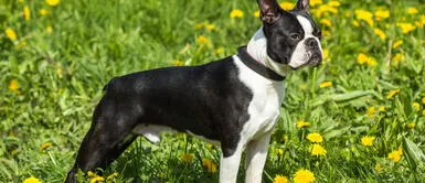 ¿Cómo saber si mi perro tiene braquicefalea? ¿Cómo saber si mi perro tiene braquicefalea?