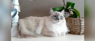 Consejos especiales para cuidar de tu gato angora Consejos especiales para cuidar de tu gato angora