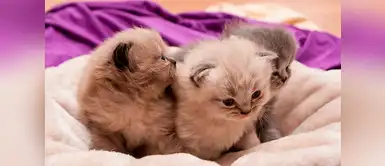 Recomendaciones previas a la llegada de un gato a casa Recomendaciones previas a la llegada de un gato a casa