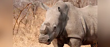 El rinoceronte de Java se encuentra en peligro crítico de extinción El rinoceronte de Java se encuentra en peligro crítico de extinción