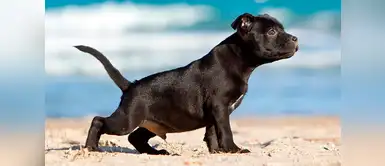 ¿Por qué la orina de mi perro es oscura y huele fuerte? ¿Por qué la orina de mi perro es oscura y huele fuerte?