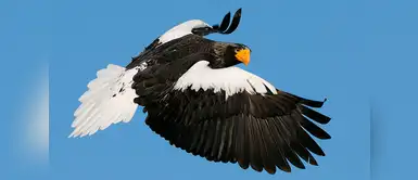 5 Animales con escamas y no se trata de peces ni reptiles 5 Animales con escamas y no se trata de peces ni reptiles