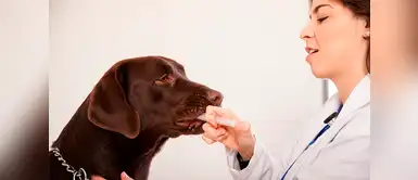 Consejos para darle medicina líquida a los perros Consejos para darle medicina líquida a los perros