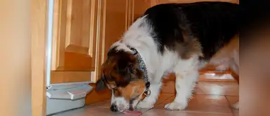 ¿Por qué los perros lamen el suelo? ¡Te lo explicamos! ¿Por qué los perros lamen el suelo? ¡Te lo explicamos!