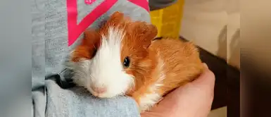 6 Tips para limpiar a una cobaya en invierno 6 Tips para limpiar a una cobaya en invierno