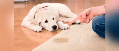 ¿Con qué limpiar para que desaparezca el olor de orina del perro? ¿Con qué limpiar para que desaparezca el olor de orina del perro?