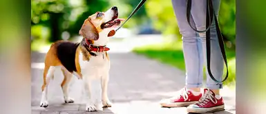 Conoce 4 ventajas de tener un perro en casa. ¡Lo amarás mucho más! Conoce 4 ventajas de tener un perro en casa. ¡Lo amarás mucho más!