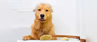 ¿Cómo controlar la caída de pelo de mi perro? ¿Cómo controlar la caída de pelo de mi perro?