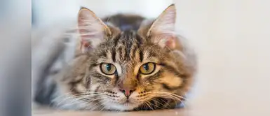 Consejos para evitar cálculos de estruvita en gatos Consejos para evitar cálculos de estruvita en gatos