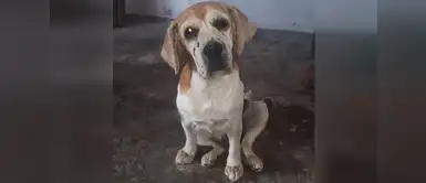 Gran pollada para perros rescatados este sábado. ¡Adopta y colabora! Gran pollada para perros rescatados este sábado. ¡Adopta y colabora!