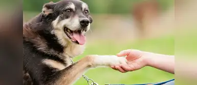 Concurso “Encantador de perros” promete comida gratis por un año Concurso “Encantador de perros” promete comida gratis por un año