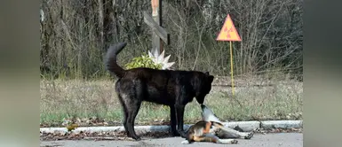 Conoce a los perros abandonados de Chernobyl que formaron su clan Conoce a los perros abandonados de Chernobyl que formaron su clan