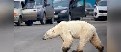Oso polar llega hambriento a Siberia por calentamiento global Oso polar llega hambriento a Siberia por calentamiento global