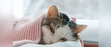 ¿Sabías que los gatos pueden contraer el SIDA? Te contamos ¿Sabías que los gatos pueden contraer el SIDA? Te contamos