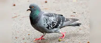 5 enfermedades infecciosas que las palomas podrían transmitir a los humanos 5 enfermedades infecciosas que las palomas podrían transmitir a los humanos