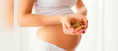 Comer nueces durante el embarazo ayudaría en la inteligencia del bebé Comer nueces durante el embarazo ayudaría en la inteligencia del bebé
