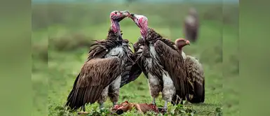 Fallecen 537 buitres por envenenamiento en Botsuana Fallecen 537 buitres por envenenamiento en Botsuana