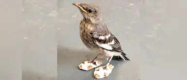 Animal plumífero con discapacidad recibe zapatitos ortopédicos Animal plumífero con discapacidad recibe zapatitos ortopédicos