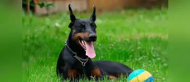 Nombres hermosos y auténticos para perros Dóberman Nombres hermosos y auténticos para perros Dóberman