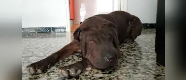 Hombre investigado por dejar a su perro amarrado al sol y sin agua en España Hombre investigado por dejar a su perro amarrado al sol y sin agua en España