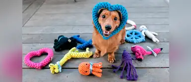 Conoce la importancia de los juguetes para perros Conoce la importancia de los juguetes para perros