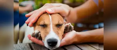 ¿Qué hacer si mi perro ha sido envenenado? Te brindamos 3 consejos ¿Qué hacer si mi perro ha sido envenenado? Te brindamos 3 consejos