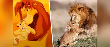 Adorables imágenes de Mufasa y Simba en la vida real enternecen al mundo Adorables imágenes de Mufasa y Simba en la vida real enternecen al mundo