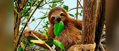 Costa Rica declara de interés nacional la alfabetización biológica Costa Rica declara de interés nacional la alfabetización biológica