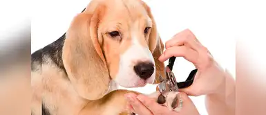 Consejos para cortar las uñas de un perro de manera adecuada Consejos para cortar las uñas de un perro de manera adecuada