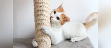 4 Tipos de juguetes para gatos que ayudan en su desarollo 4 Tipos de juguetes para gatos que ayudan en su desarollo