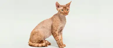 ¡Adorables y amorosos! Conoce 4 razas de gatos más pequeños del mundo ¡Adorables y amorosos! Conoce 4 razas de gatos más pequeños del mundo