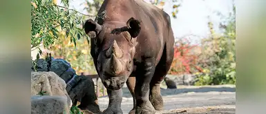 5 Rinocerontes llegan a Ruanda desde Europa con el fin de preservar su especie 5 Rinocerontes llegan a Ruanda desde Europa con el fin de preservar su especie