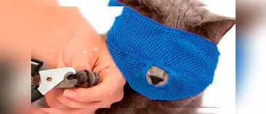 ¿Los bozales para gatos son útiles o crueles? Te explicamos ¿Los bozales para gatos son útiles o crueles? Te explicamos