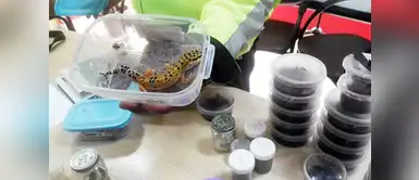 Ecuador rescata 85 animales exóticos que fueron abandonados en un basurero Ecuador rescata 85 animales exóticos que fueron abandonados en un basurero