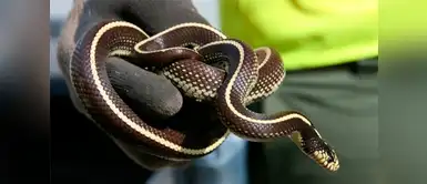 Se refuerza el control de la invasión de culebras californianas en Gran Canaria Se refuerza el control de la invasión de culebras californianas en Gran Canaria