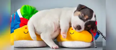 ¿Cuáles son los motivos por el cual los perros duermen tanto? ¿Cuáles son los motivos por el cual los perros duermen tanto?