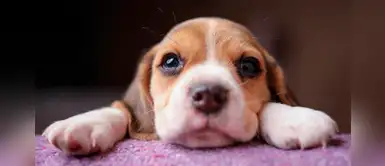 Prepara un bálsamo casero para proteger las almohadillas del perro en invierno Prepara un bálsamo casero para proteger las almohadillas del perro en invierno