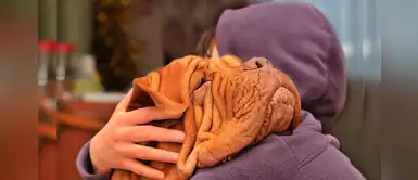 Empresa peruana dará un día de licencia por fallecimiento de mascotas Empresa peruana dará un día de licencia por fallecimiento de mascotas