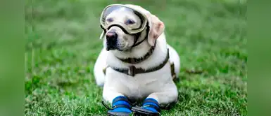 Se retira Frida, la perrita heroína de México que salvó vidas como rescatista en nueve años Se retira Frida, la perrita heroína de México que salvó vidas como rescatista en nueve años