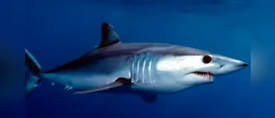 Los tiburones marrajo dientuso están en peligro de extinción por la pesca excesiva Los tiburones marrajo dientuso están en peligro de extinción por la pesca excesiva