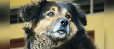 Colocan lápida a ‘Perrovaca’, la mascota de la Universidad San Marcos Colocan lápida a ‘Perrovaca’, la mascota de la Universidad San Marcos