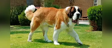 Conoce las 4 razas de perros más grandes del mundo Conoce las 4 razas de perros más grandes del mundo