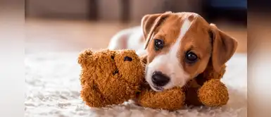 5 cosas que los cachorros aún no saben hacer 5 cosas que los cachorros aún no saben hacer