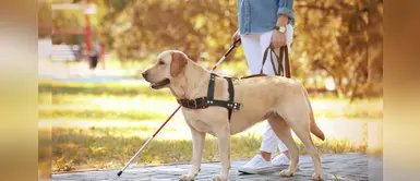 Día Internacional de la Sordoceguera: conoce de qué trata y las limitaciones Día Internacional de la Sordoceguera: conoce de qué trata y las limitaciones