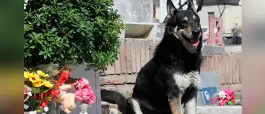 4 perros que siguieron el ejemplo de Hachiko 4 perros que siguieron el ejemplo de Hachiko